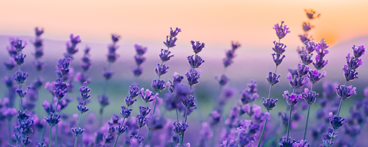 Elevate and Celebrate Your Emotional Well-being in 2026!